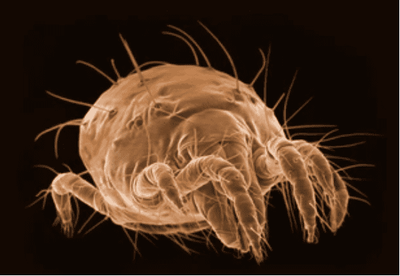 Dust Mites